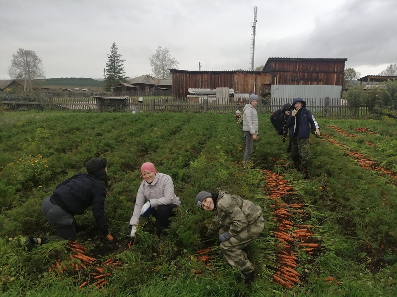 урожай моркови 2024 года.